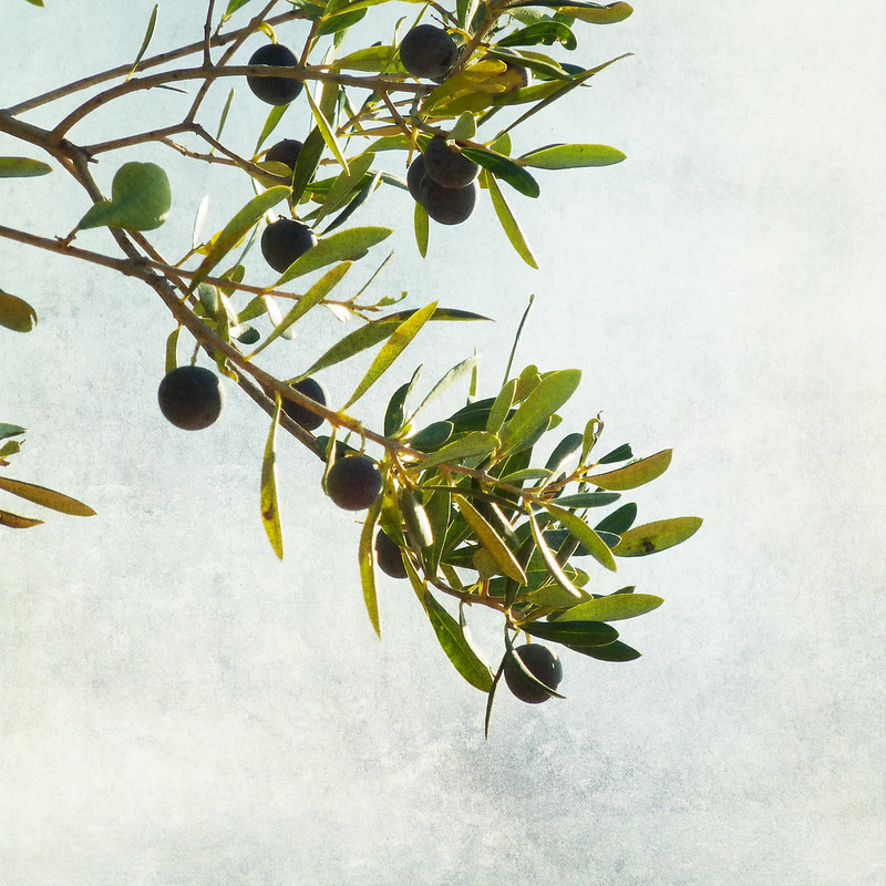 Olive Branch - Photo by Nick Kenrick CC BY 2.0